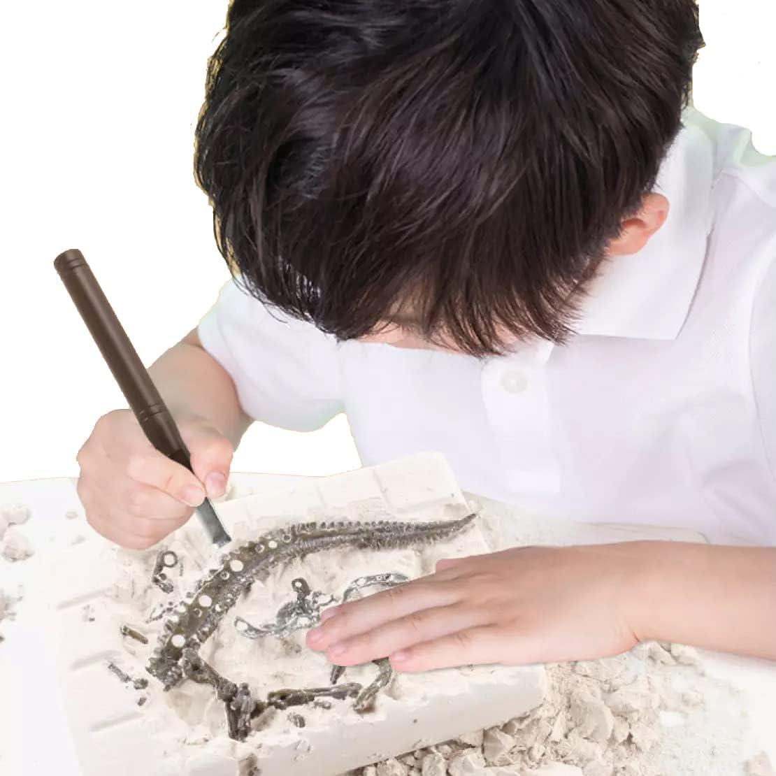 image:imageDig amp Discover Dino Triceratops Dinosaur Skeleton 3D Fossil Bones Excavation Science Educational Toy Kit for Kids ChildrenStegosaurus
